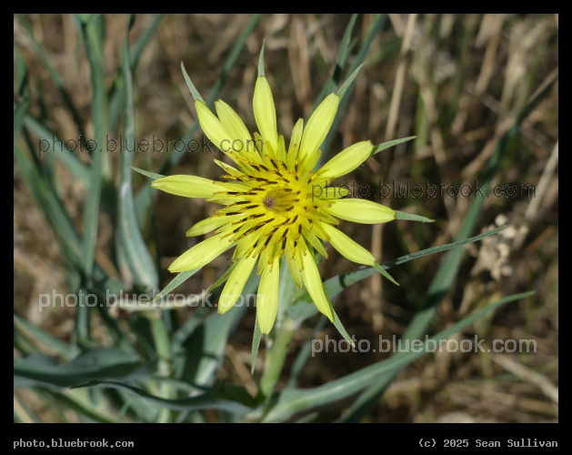 Array of Yellow Petals - Corvallis MT