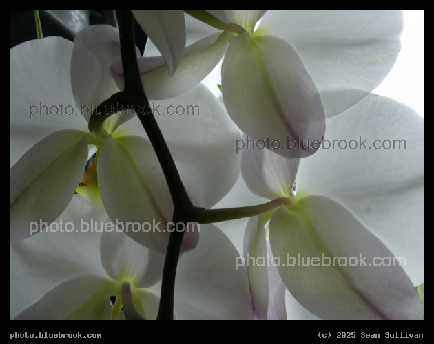 Backlit Orchid - Corvallis MT