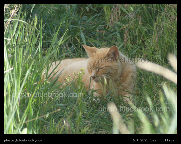 Resting Cat in the Grass - Corvallis MT