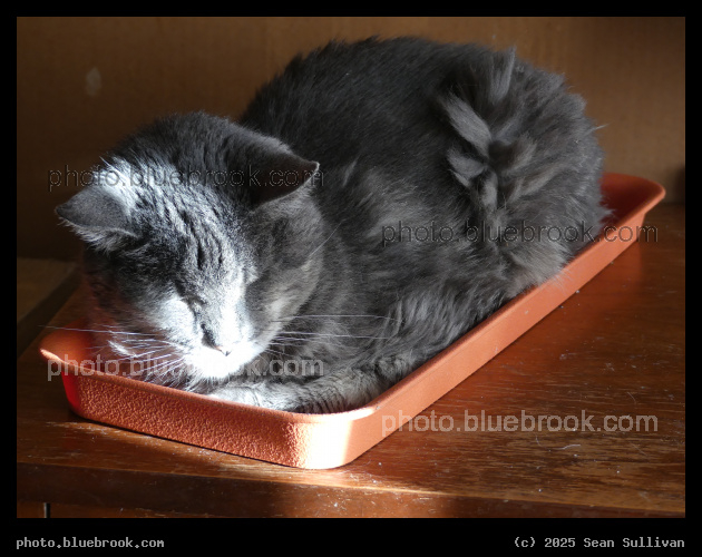 Cat in a Tray - Corvallis MT