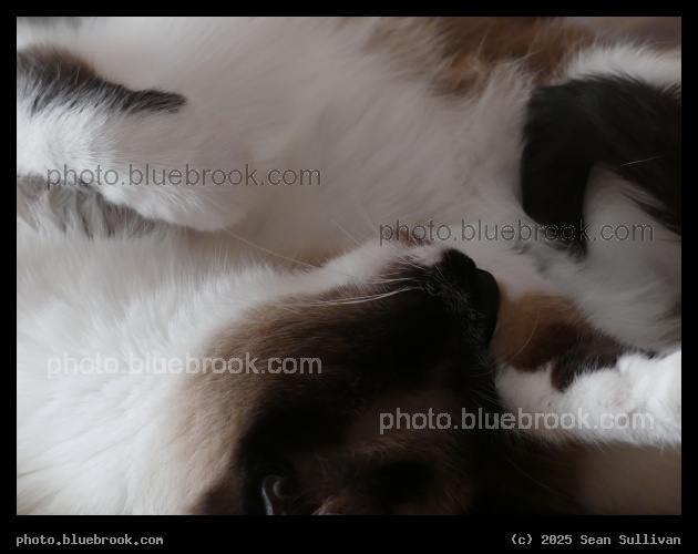 Soft Maia - Corvallis MT