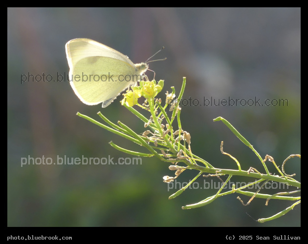 White Butterfly Alight - Corvallis MT