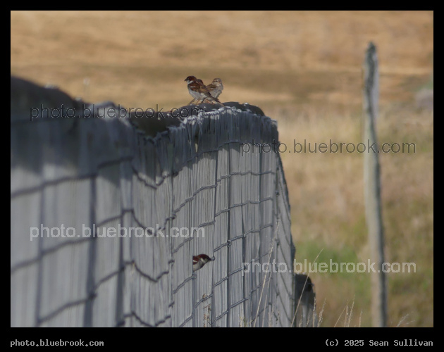 Sparrow Conference - Corvallis MT