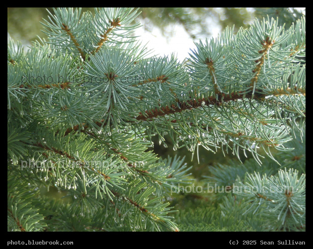 Needles after a Summer Rain - Corvallis MT