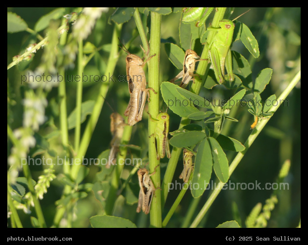 Many Grasshoppers - Corvallis MT