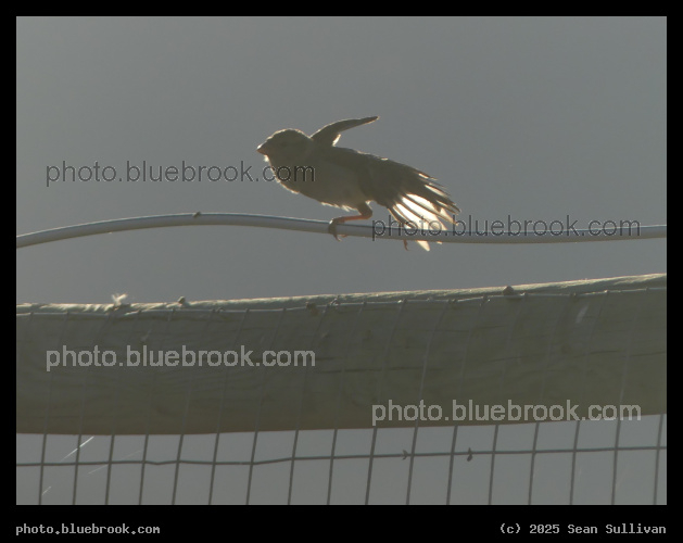 Sparrow Wing Stretch - Corvallis MT