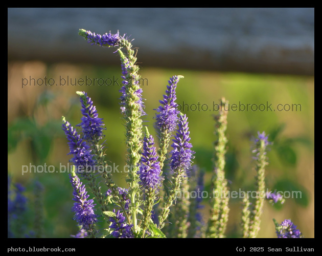 Purple Florets - Corvallis MT