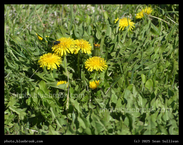 Small Dandelion Patch - Corvallis MT