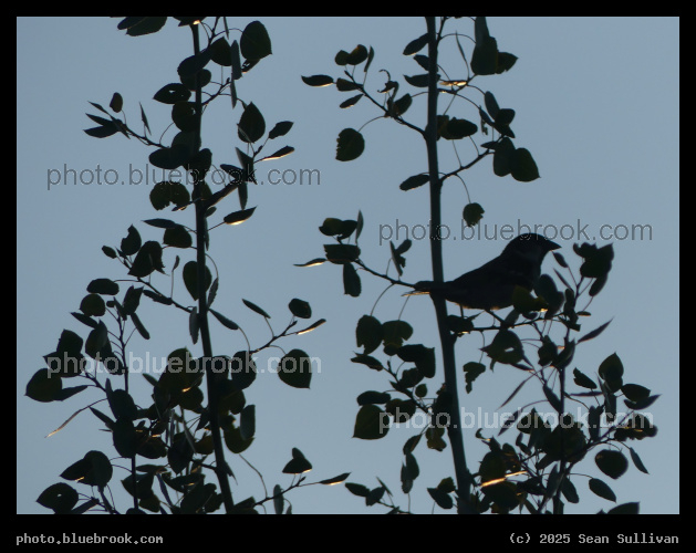 Sparrow in Quaking Aspin at Sunset - Corvallis MT