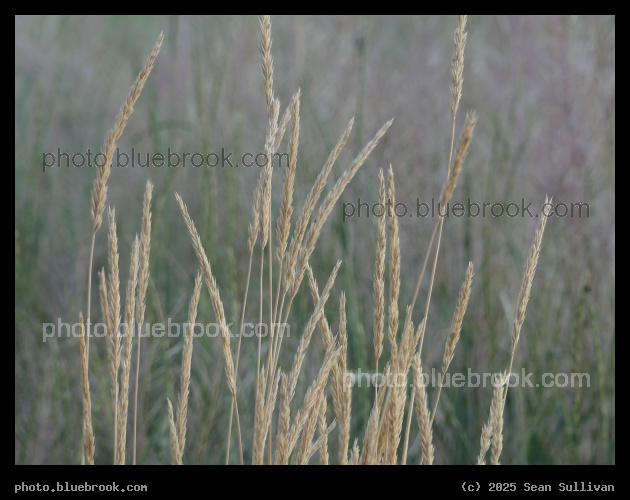 Tan Grasses at Dusk - Corvallis MT