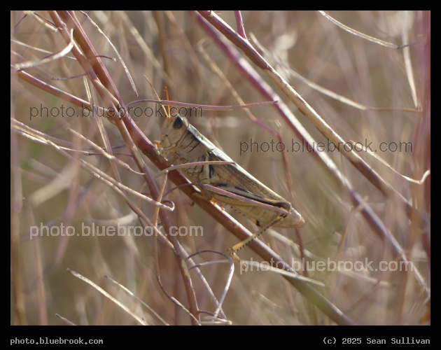 Grasshopper Perch - Corvallis MT