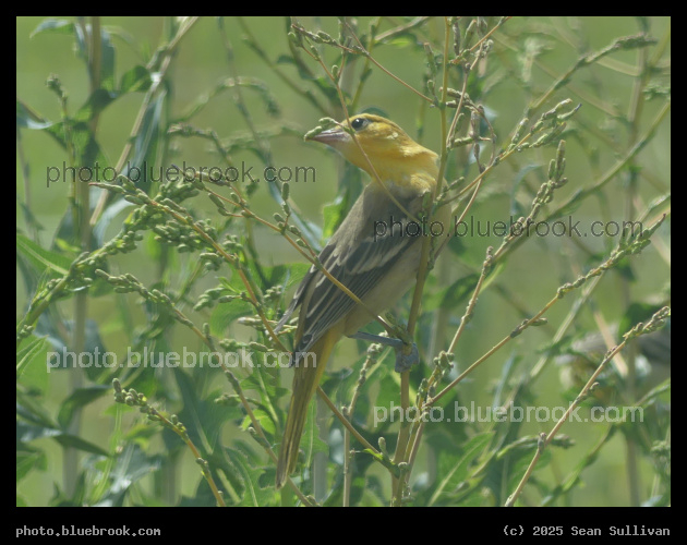 Tasting the Seeds - Corvallis MT