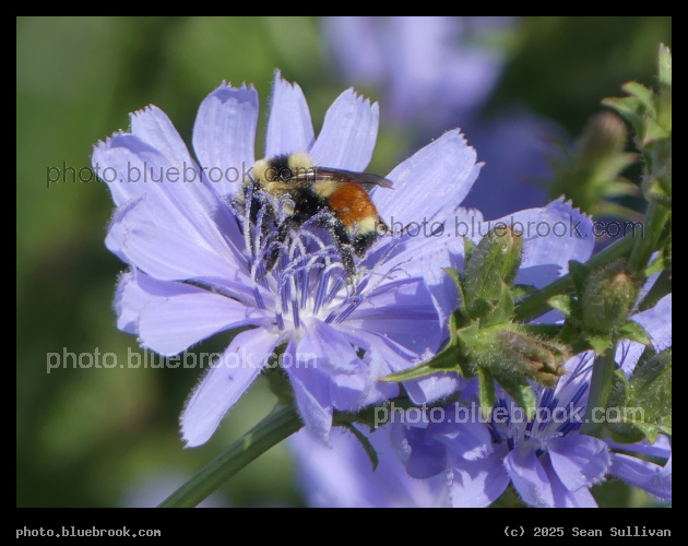Bee and Chicory - Corvallis MT