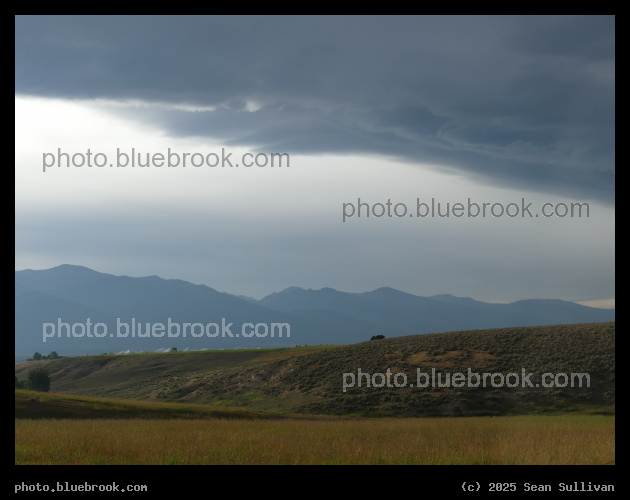 Golden Light on Pasture - Corvallis MT