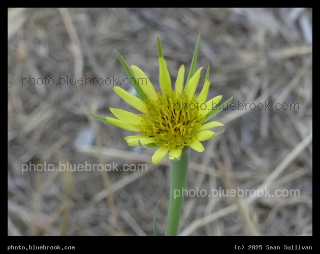 Tiny Goatsbeard Flower - Corvallis MT