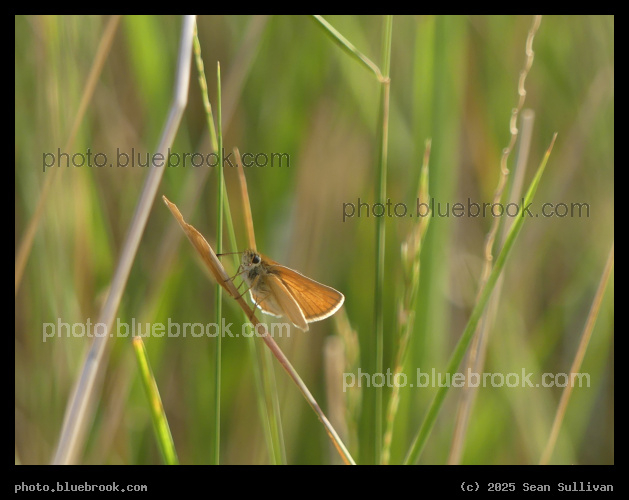 Grass Perch - Corvallis MT
