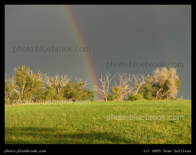 Rainbow among the Sunlit Branches - Corvallis MT