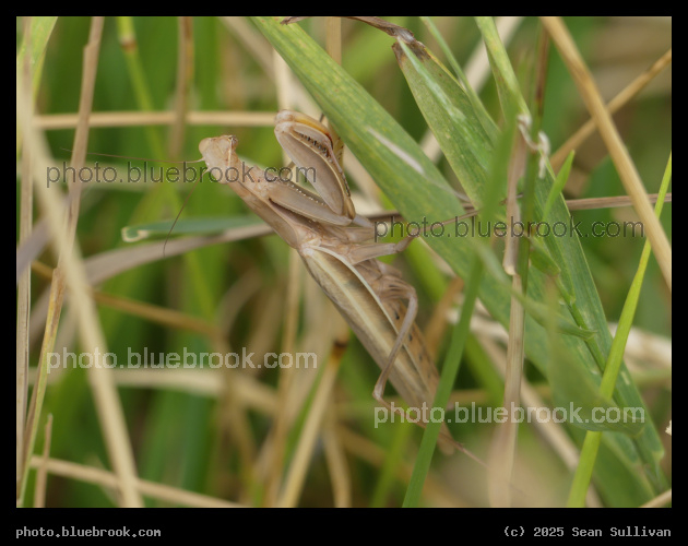 Brown Praying Mantis on Green Grass - Corvallis MT