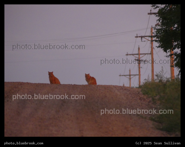 Two Orange Cats - Corvallis MT