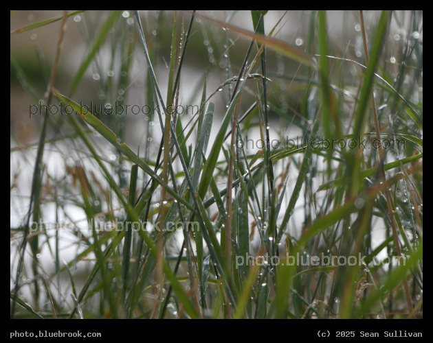 Wet Grass - Corvallis MT