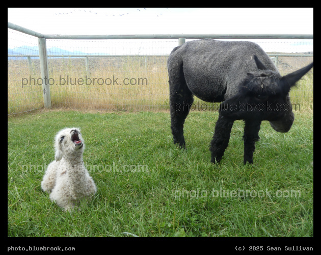 Newborn Yawn - Corvallis MT