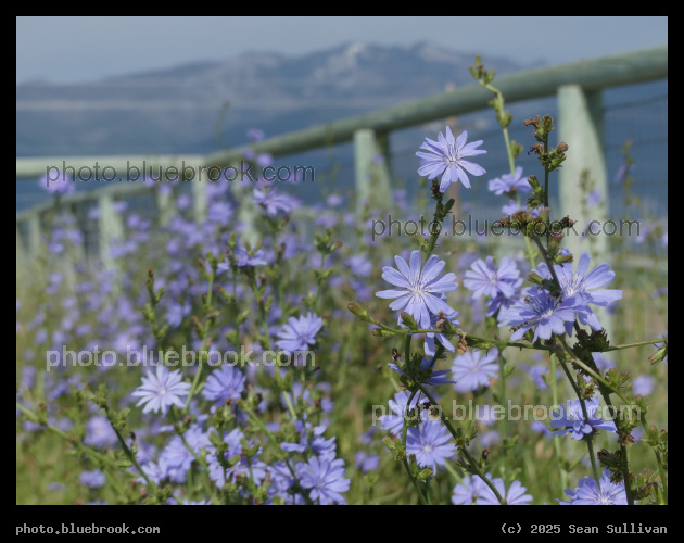 Chicory in Pasture - Corvallis MT