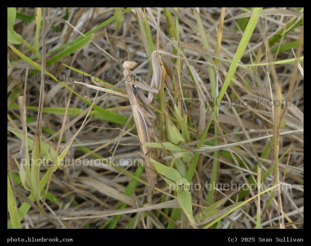 Camouflaged Praying Mantis - Corvallis MT