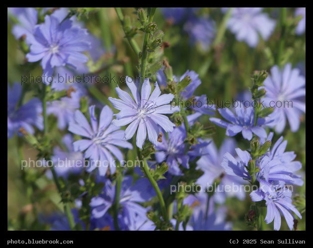 Chicory Patch - Corvallis MT