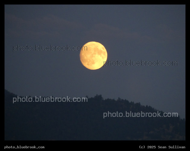 Yellow Moon - Corvallis MT