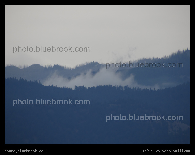 Mist among the Trees - Corvallis MT