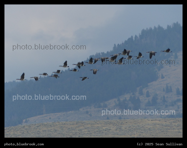 Northbound Geese in Summer - Corvallis MT
