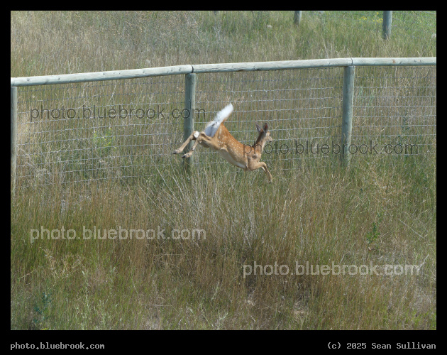 Intruder Departs - Corvallis MT
