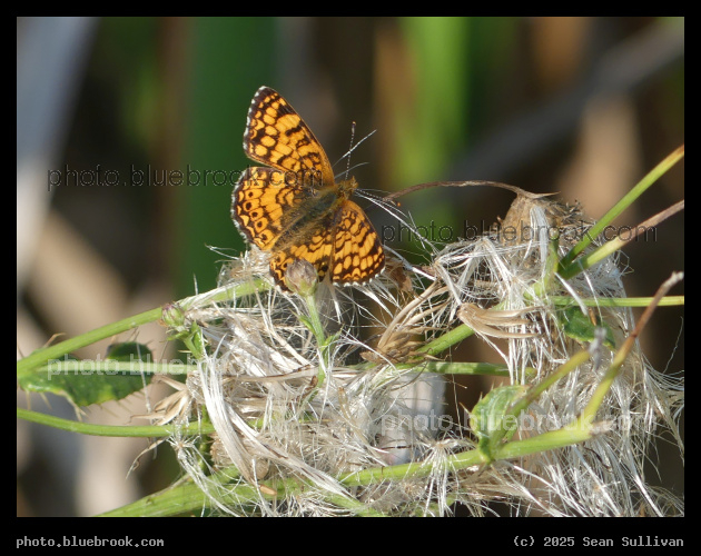 Butterfly on Fluff - Corvallis MT