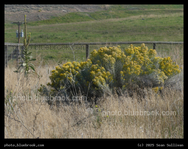 Mullein and Sagebrush - Corvallis MT
