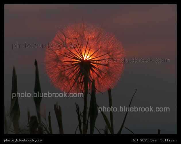 Magic Flower - Corvallis MT