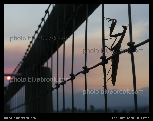 Praying Mantis at Sunset - Corvallis MT