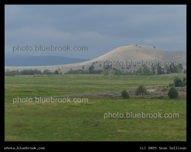 Distant Golden Hill - Corvallis MT