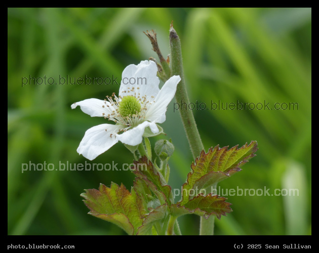Blackberry Flower and Leaves - Corvallis MT