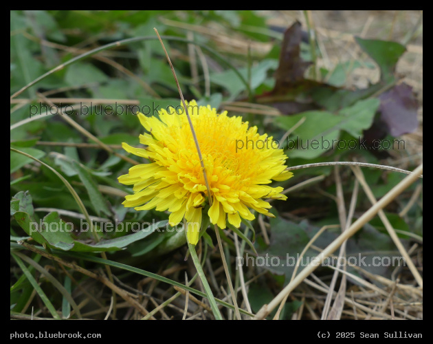 Low Dandelion - Corvallis MT