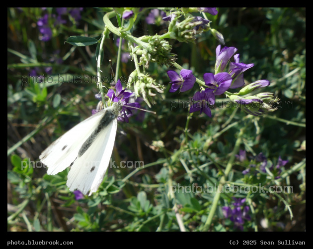 Cabbage Butterfly on Alfalfa - Corvallis MT