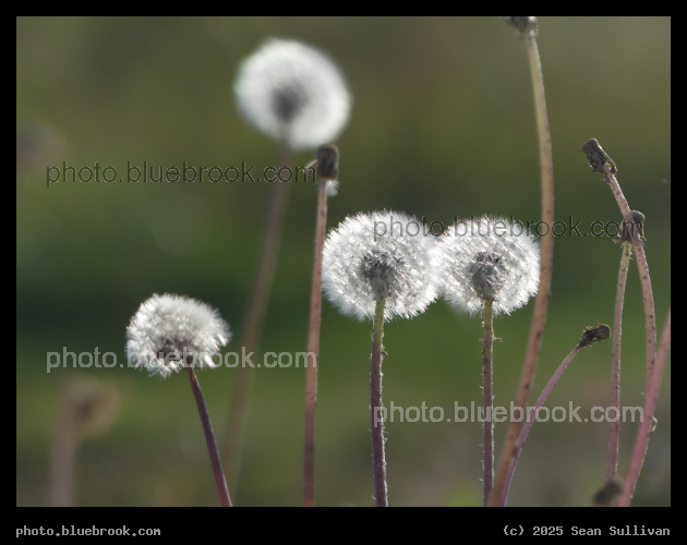 Seed Halos - Corvallis MT