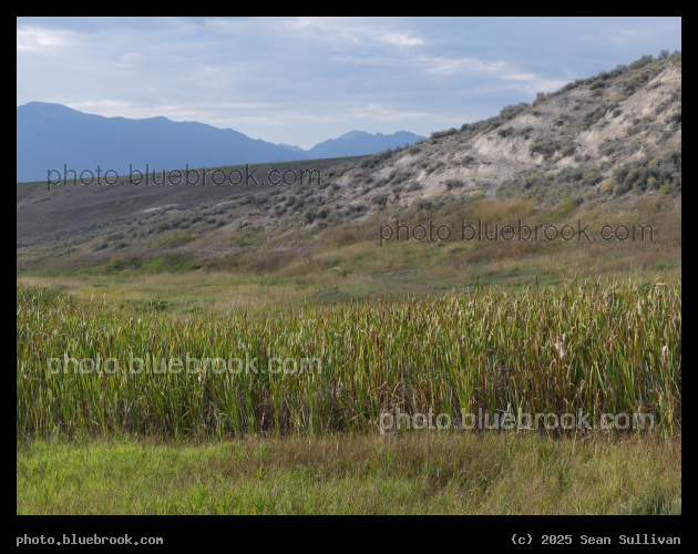 A Stream of Cattails - Corvallis MT