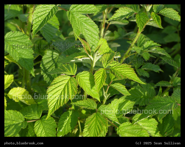 Sunlit Raspberry Leaves - Corvallis MT