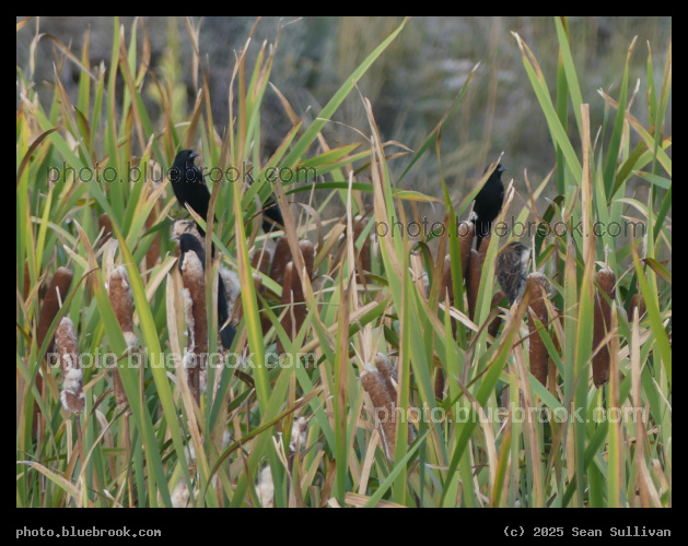 Birdies among the Cattails - Corvallis MT