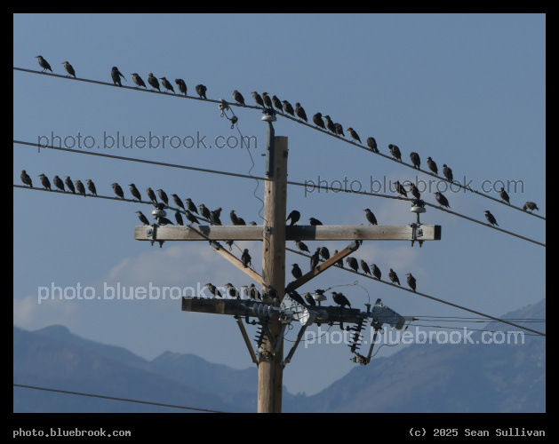 A Plethora of Birds - Corvallis MT