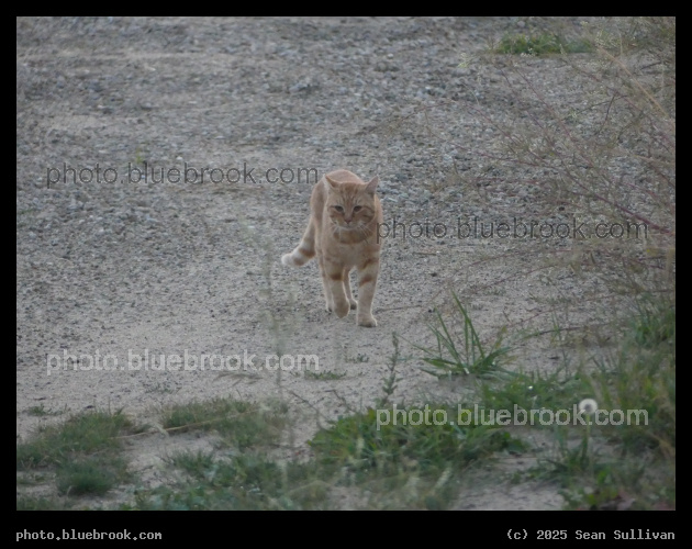 Striding Cat - Corvallis MT