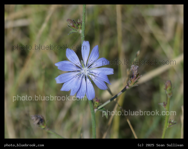 Radial Chicory - Corvallis MT