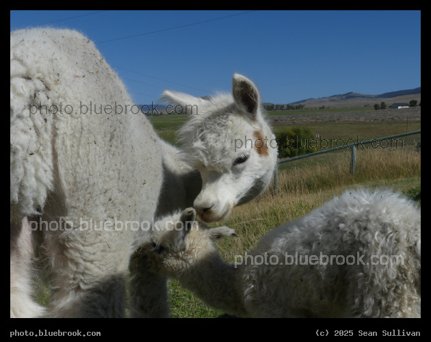 Musette and Tilde - Corvallis MT