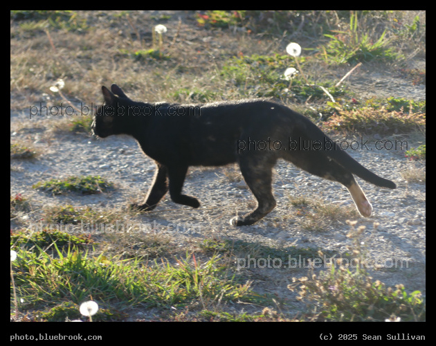 Striding Tortoiseshell - Corvallis MT