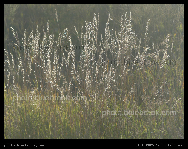 Backlit Seeds - Corvallis MT